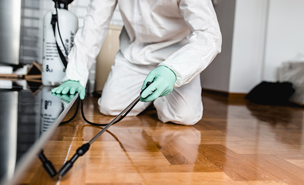 These Pest Experts