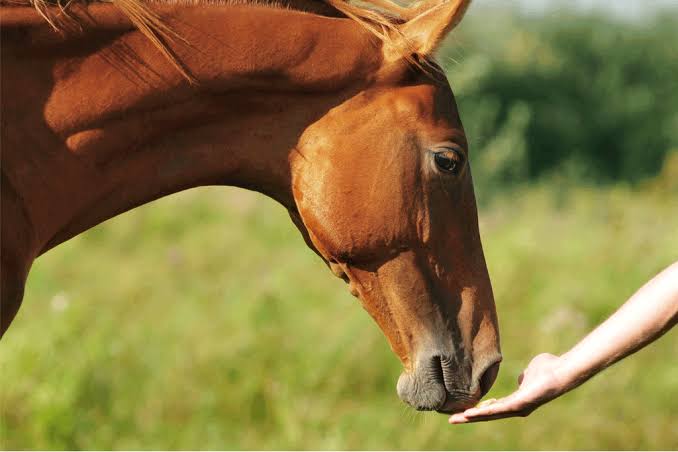 Certified Equine Chiropractor In Rome